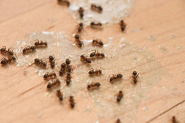 Best Mosquito Control Services  in Lordstown, OH
